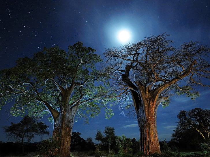 dua pohon coklat, nebula, langit, pohon, malam, lampu, pemandangan, alam, Wallpaper HD