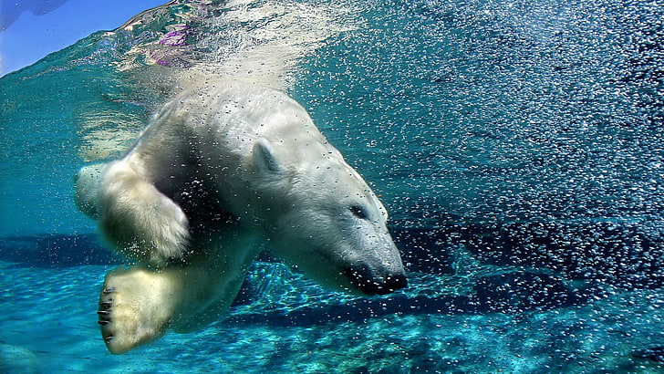 schwarz-weißer Kurzhaarhund, Eisbären, Tiere, Wildtiere, HD-Hintergrundbild
