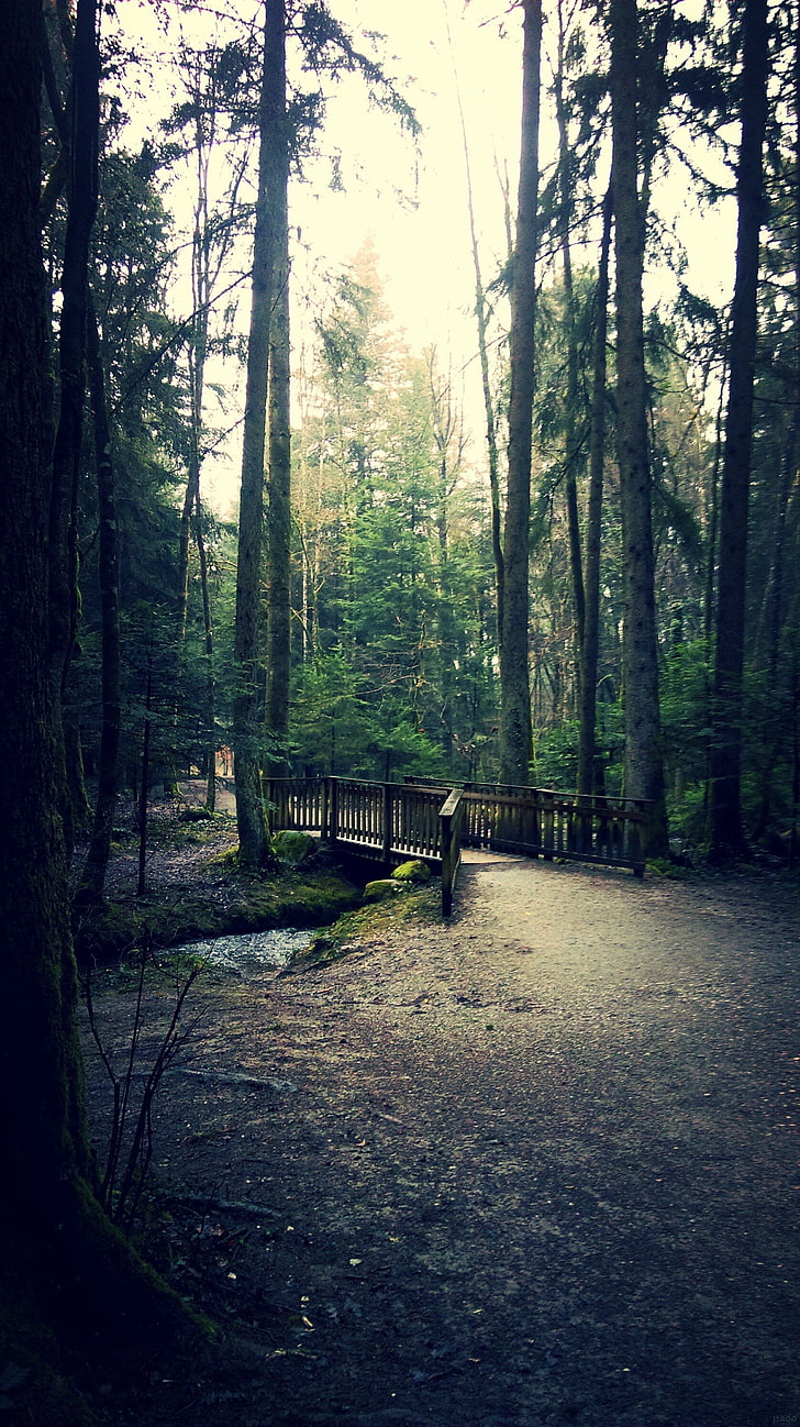 brun träbro, natur, skog, fredlig, HD tapet, telefon tapet