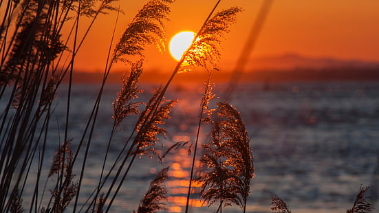 evening, sunset, reed, lake, sun, horizon, afterglow, calm, reeds, water, HD wallpaper HD wallpaper