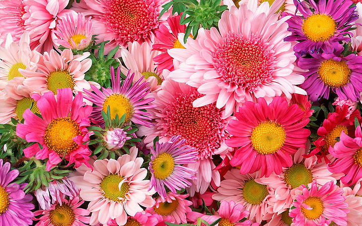 różowe i fioletowe kwiaty z płatkami, kwiaty, płatki, różowe, piękne, Tapety HD