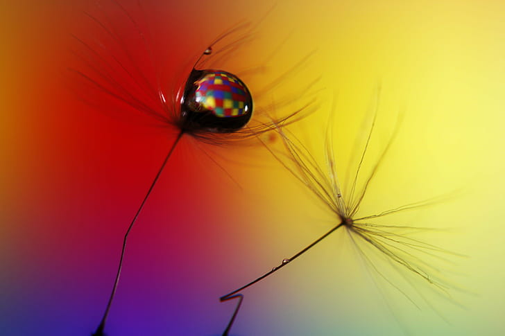 multi-colored wallpaper, Features, Form, A Change in the Weather, colored, DANDELION, MACRO, CANON, 500D, COLOUR  YELLOW, RED  BLUE, PURPLE, BACKGROUND, DROP, WATER, SPECTRUM, SCOTLAND, WEE, STEM, SEED, WIND, FRIDAY, TIME, BOKEH, colorful, HD wallpaper