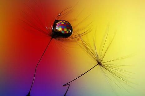 multi-colored wallpaper, Features, Form, A Change in the Weather, colored, DANDELION, MACRO, CANON, 500D, COLOUR  YELLOW, RED  BLUE, PURPLE, BACKGROUND, DROP, WATER, SPECTRUM, SCOTLAND, WEE, STEM, SEED, WIND, FRIDAY, TIME, BOKEH, colorful, HD wallpaper HD wallpaper