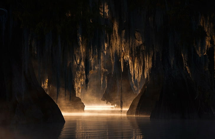nature landscape swamp trees mist sunlight morning dark calm, HD wallpaper