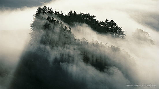 Nadbrzeżne sekwoje we mgle, Big Sur, Kalifornia, przyroda, Tapety HD HD wallpaper