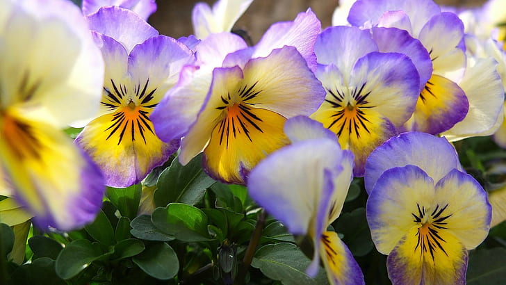 1920 x 1080, Blumen, Stiefmütterchen, 4 k Blumen, HD-Hintergrundbild