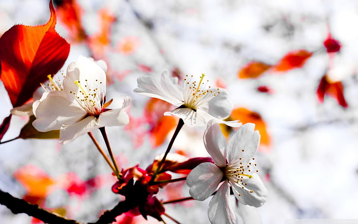 white cherry blossom flowers, spring, flowers, cherry blossom, white flowers, nature, HD wallpaper