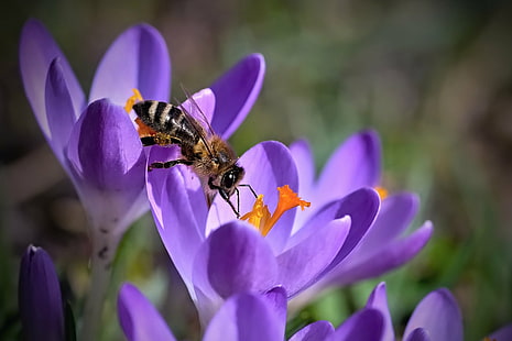 ape marrone miele arroccato su fiore viola, insetto, natura, ape, fiore, impollinazione, primo piano, estate, macro, polline, pianta, animale, giallo, primavera, all'aperto, Sfondo HD HD wallpaper