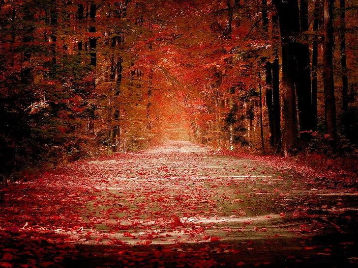 葉、森林、道路、秋、草、木、 HDデスクトップの壁紙