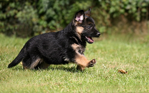 черно и кафяво кученце немска овчарка, кученце, куче, домашен любимец, немска овчарка, HD тапет HD wallpaper