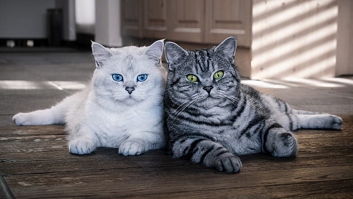 kucing, mata, lihat, cahaya, kucing, rumah, perabot, dua, biru, hijau, pasangan, anak kucing, lantai, pasangan, duo, muda, kamar, kebohongan, dua anak kucing, Inggris, remaja, tampan, dua kucing, Wallpaper HD