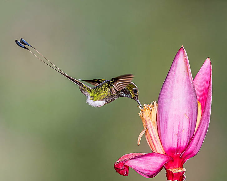 green Hummingbird and pink petaled flower, booted racket-tail, booted racket-tail, Booted Racket-tail, green, Hummingbird, pink, banana flower, Lens, nature, insect, animal, flower, wildlife, summer, pink Color, petal, animal Wing, close-up, plant, beauty In Nature, flying, HD wallpaper