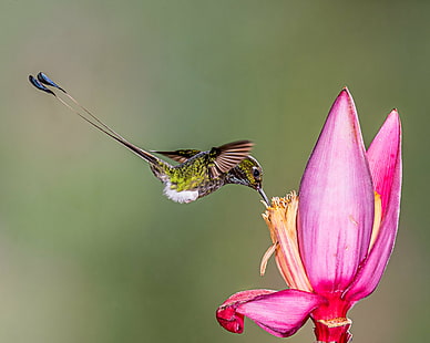 green Hummingbird and pink petaled flower, booted racket-tail, booted racket-tail, Booted Racket-tail, green, Hummingbird, pink, banana flower, Lens, nature, insect, animal, flower, wildlife, summer, pink Color, petal, animal Wing, close-up, plant, beauty In Nature, flying, HD wallpaper HD wallpaper