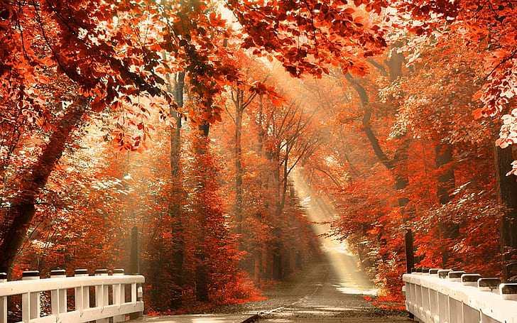 自然秋の森の葉Iphone、道路、秋、森、iphone、葉、自然、 HDデスクトップの壁紙