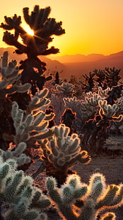 lotto di cactus verde, deserto, cactus, paesaggio, Sfondo HD HD wallpaper