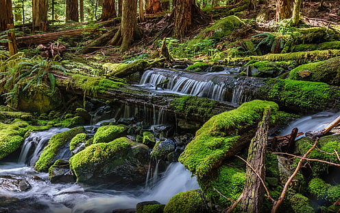 Olympic National Park In Washington Water Fall Green Moss Arp Fallen Trees Near Sol Duc Falls Landscape Nature Wallpaper Hd For Mobile Phones & Computer 3840×2400, HD wallpaper HD wallpaper