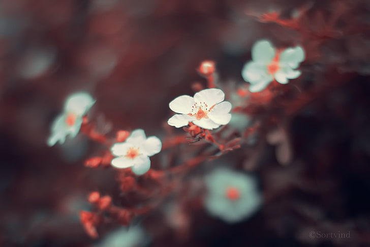 weiße Blumen, Natur, Blumen, Makro, Pflanzen, HD-Hintergrundbild