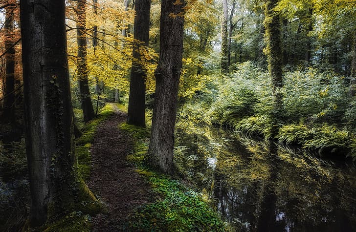 autumn, forest, trees, landscape, nature, stream, grass, path, the bushes, Holland, Jan-Herman Visser, HD wallpaper