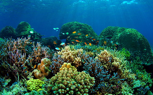 риба, риби, природа, океан, море, морски живот, под вода, HD тапет HD wallpaper