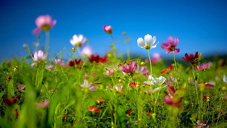 Spring Flower White Red Pink Daisies Picture Windows Theme Wallpaper Hd 1920×1080, HD wallpaper