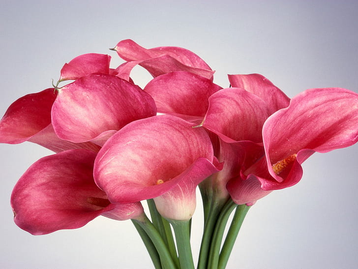 ดอกลิลลี่ Calla, ดอกไม้กลีบดอกสีแดง, คาล่า, ลิลลี่, วอลล์เปเปอร์ HD