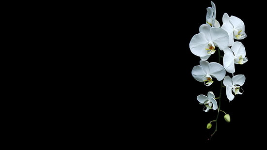 minimalismo, orquídeas, flores, fondo negro, flores blancas, Fondo de pantalla HD HD wallpaper