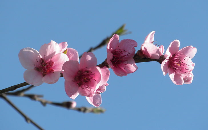 Persikablommor, rosa 5 kronbladiga orkidéblommor, blommande, natur, träd, vacker, persika, blommor, 3d och abstrakt, HD tapet