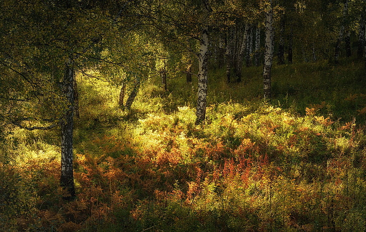 Bäume, Natur, Landschaft, HD-Hintergrundbild