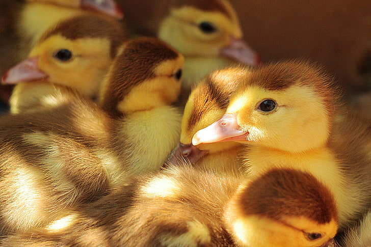 flock of baby ducks, ducklings, many, chicks, HD wallpaper