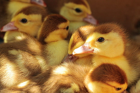 Herde von Baby Enten, Entenküken, viele, Küken, HD-Hintergrundbild HD wallpaper