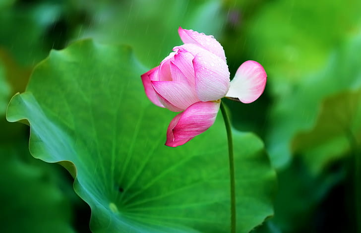 pink flower, Raindrops, falling on, on my face, pink, 蓮花, LOTUS, 花, FLOWER, nature, lotus Water Lily, plant, petal, pink Color, flower Head, water Lily, leaf, botany, pond, summer, HD wallpaper