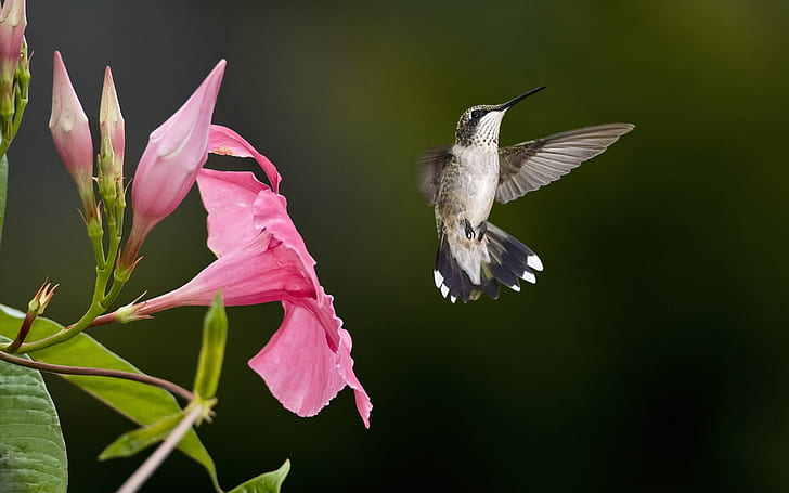 Volo di colibrì, fiori rosa, colibrì, volo, rosa, fiori, Sfondo HD