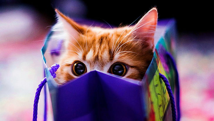 cat, bag, look, cute, HD wallpaper