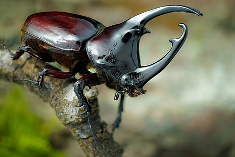 Hewan, Kumbang Badak, Kumbang, Serangga, Makro, Wallpaper HD HD wallpaper