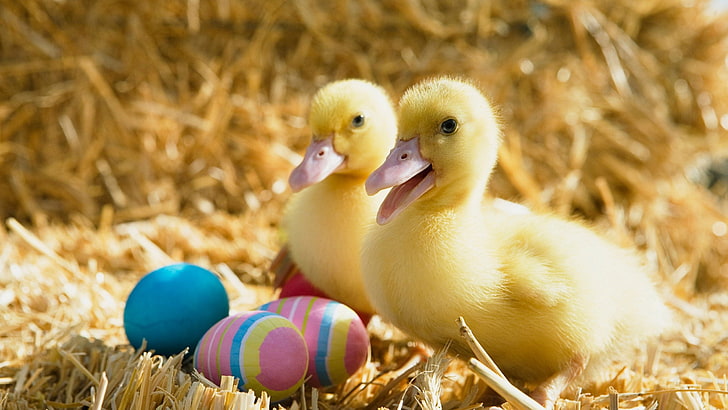 Huevos, Pascua, Patos, HD-Hintergrundbild