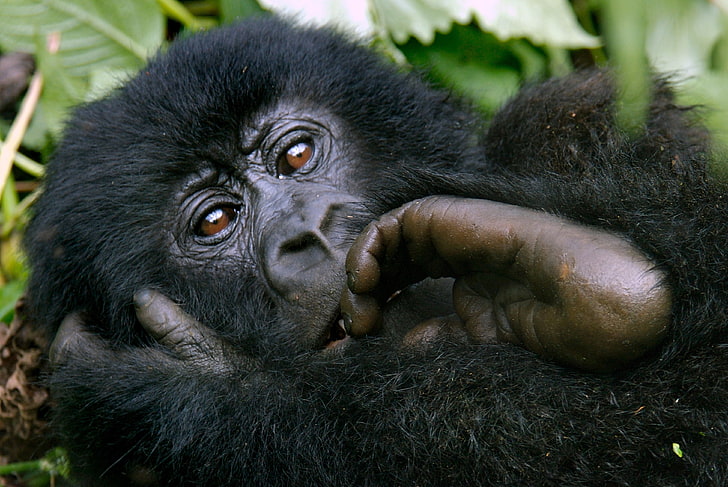 ลิงดำลิงมือขน, วอลล์เปเปอร์ HD