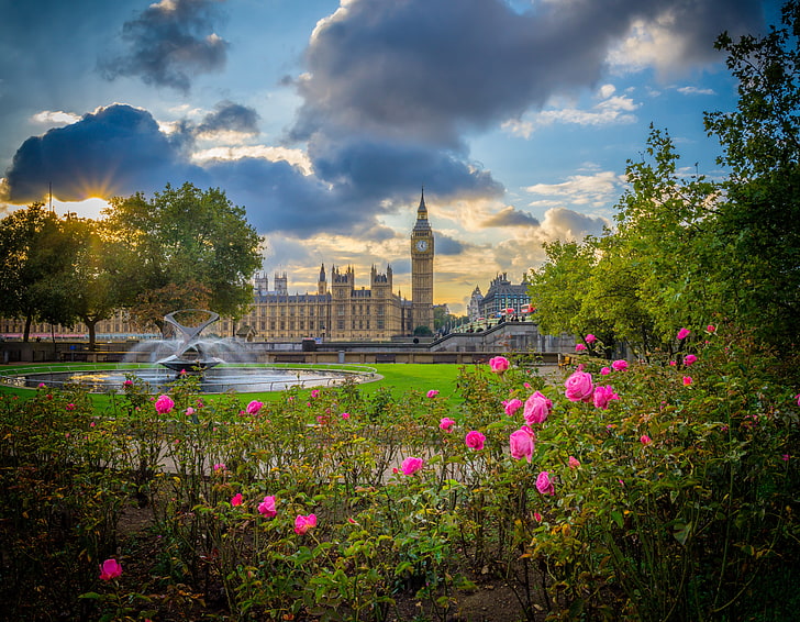 pink roses, flowers, Park, England, London, roses, Big Ben, fountain, the bushes, The Palace of Westminster, Palace of Westminster, HD wallpaper