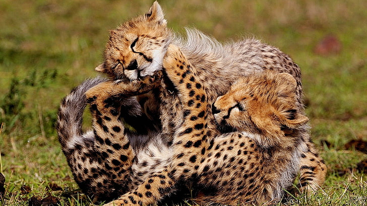leopardo, gatto grande, felino, pelliccia, predatore, ghepardo, gatto, animale, selvaggio, fauna selvatica, mammifero, africa, Sfondo HD