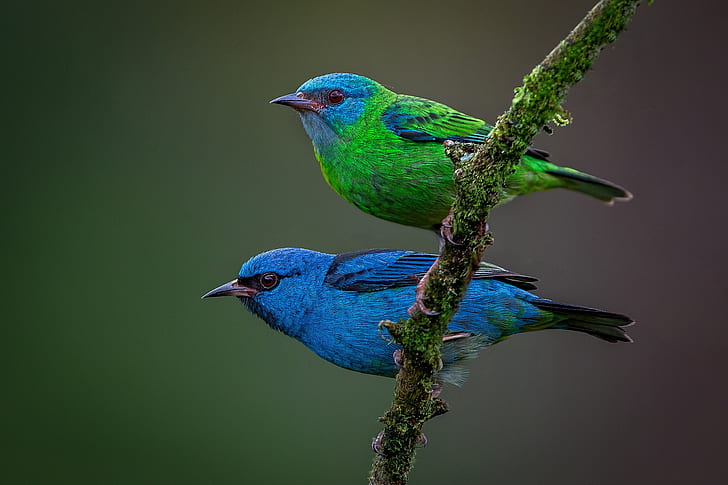 pájaros, fondo, rama, una pareja, dacnis azules, Fondo de pantalla HD