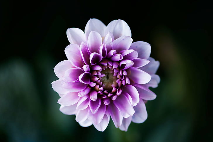 white and purple dahlia closeup photo, Dark purple, white, closeup, photo, Dahlia, Flower, Plant, Nature, petal, pink Color, close-up, beauty In Nature, flower Head, summer, HD wallpaper