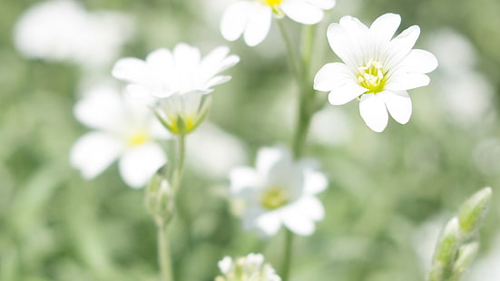白い花びらの花、花、白、ボケ、緑、植物、白い花、 HDデスクトップの壁紙 HD wallpaper