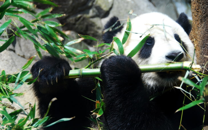 Panda bear, panda, bamboo, game, thread, HD wallpaper