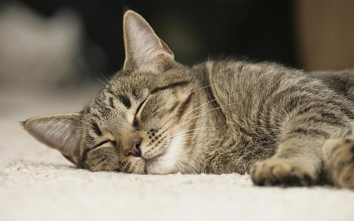 gatto soriano marrone che dorme sul pavimento, gatto, Sfondo HD