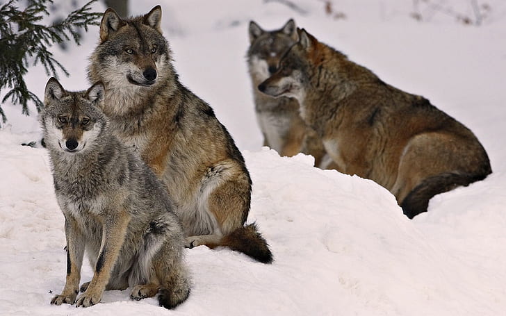 Wolf Pack, wolf, wolves, HD wallpaper