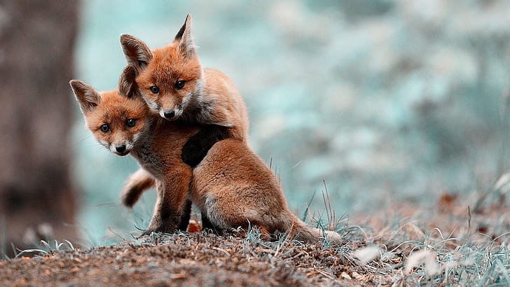 หมาจิ้งจอกน้อยน่ารักสองตัว Two cute little Foxes, วอลล์เปเปอร์ HD