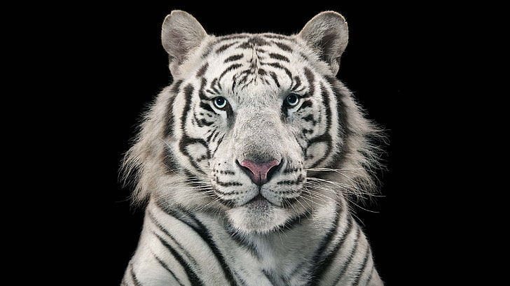 Бял тигър, бял бенгалски тигър, бенгалски тигър, HD тапет