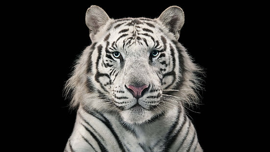 Белый тигр, Белый бенгальский тигр, Бенгальский тигр, HD обои HD wallpaper