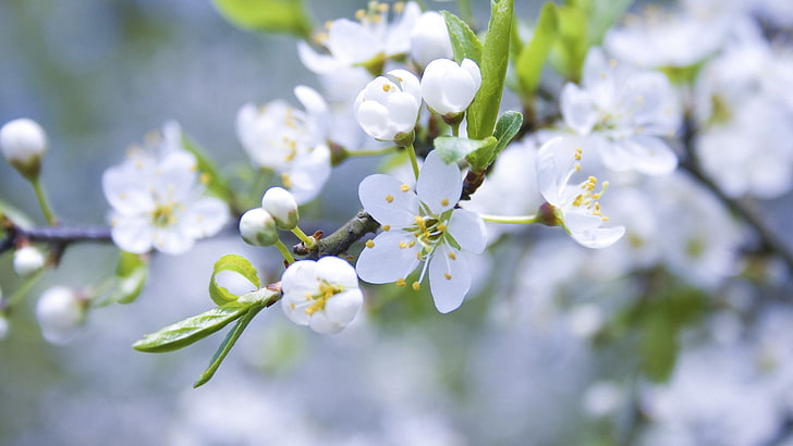 white petaled flower, spring, branch, apple, flowering, HD wallpaper