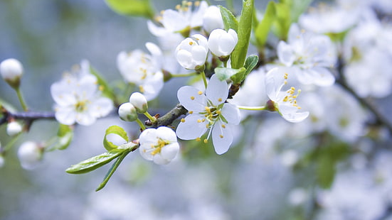 flor de pétalos blancos, primavera, rama, manzana, floración, Fondo de pantalla HD HD wallpaper