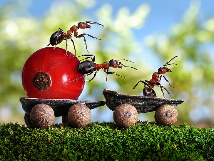 nature, insect, macro, depth of field, Photoshop, seeds, fruit, ants, red currant, moss, HD wallpaper